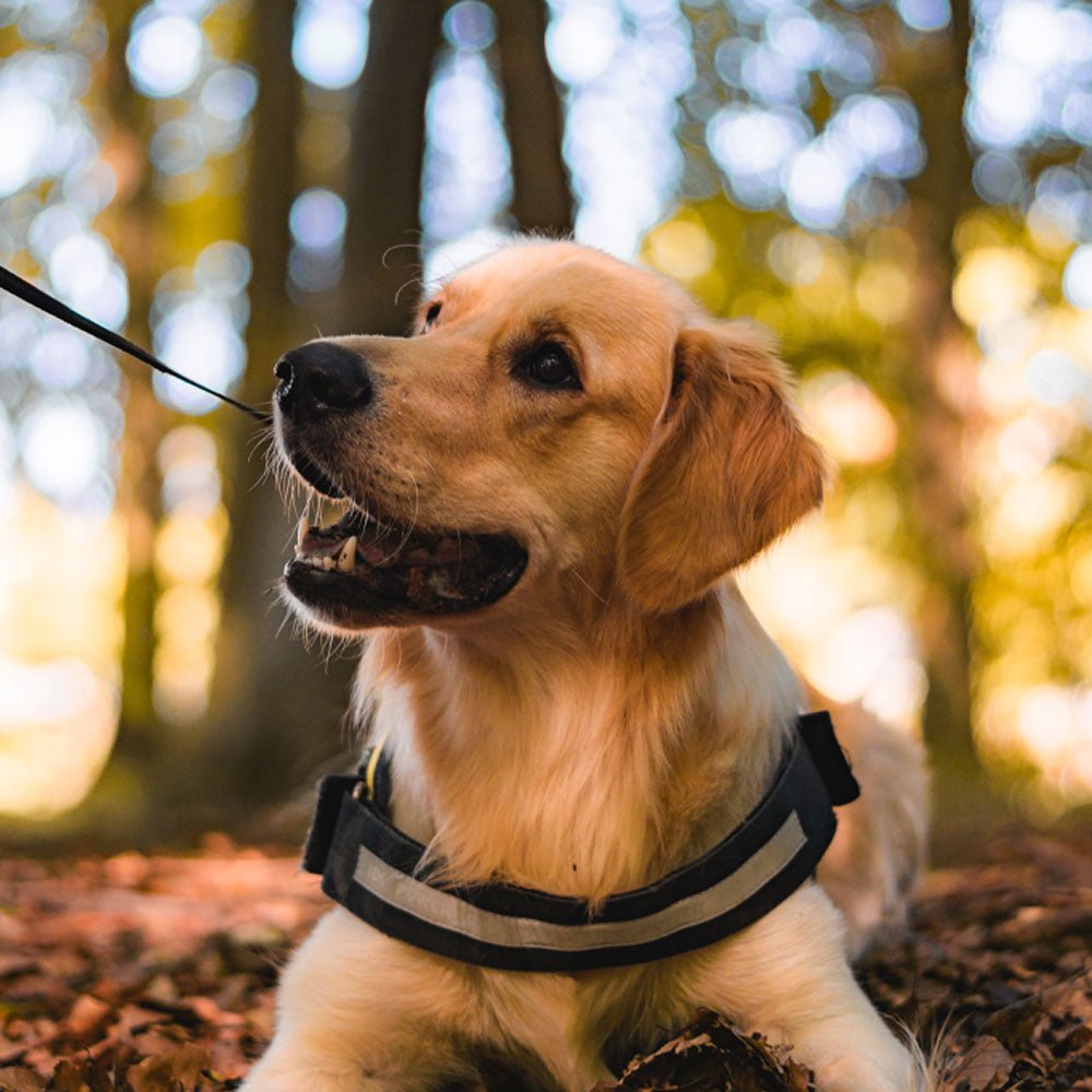 EZHarness™ - Slip-On Dog Harness