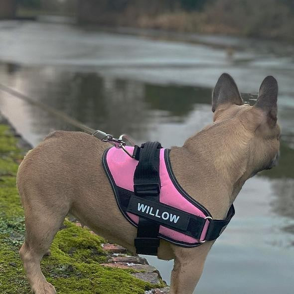 Personalized No Pull Dog Harness