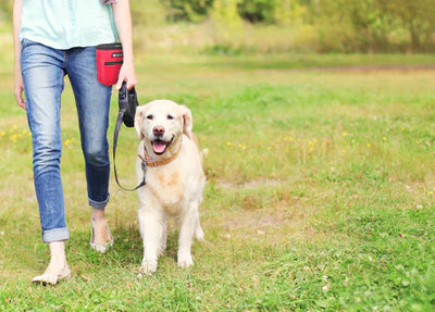 Dog Training Treat Pouch